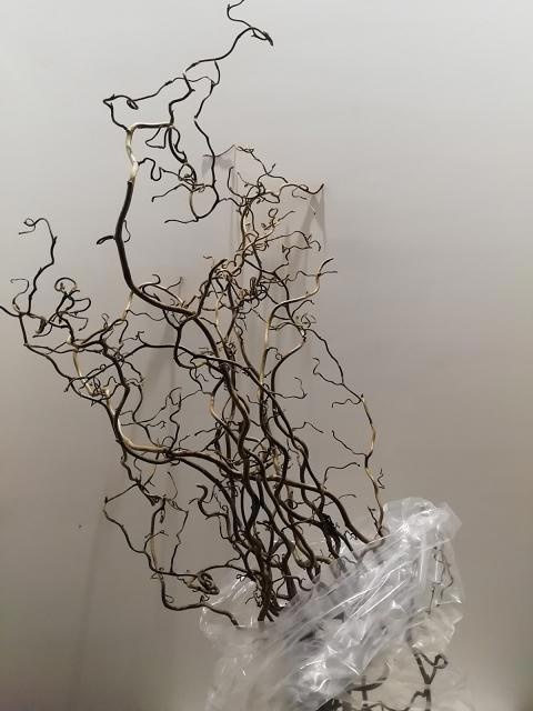 Корилус Конторта 80, шт.