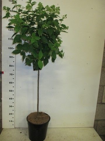 Hydrangea pan. Limelight 80 st. P28, D 28 cm