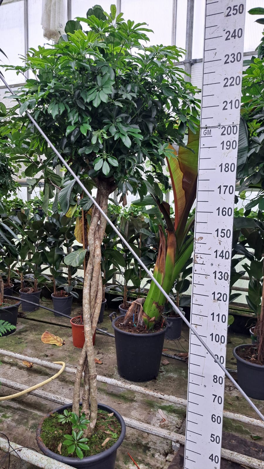 Schef. Compacta gevlochten stam 240, D 45