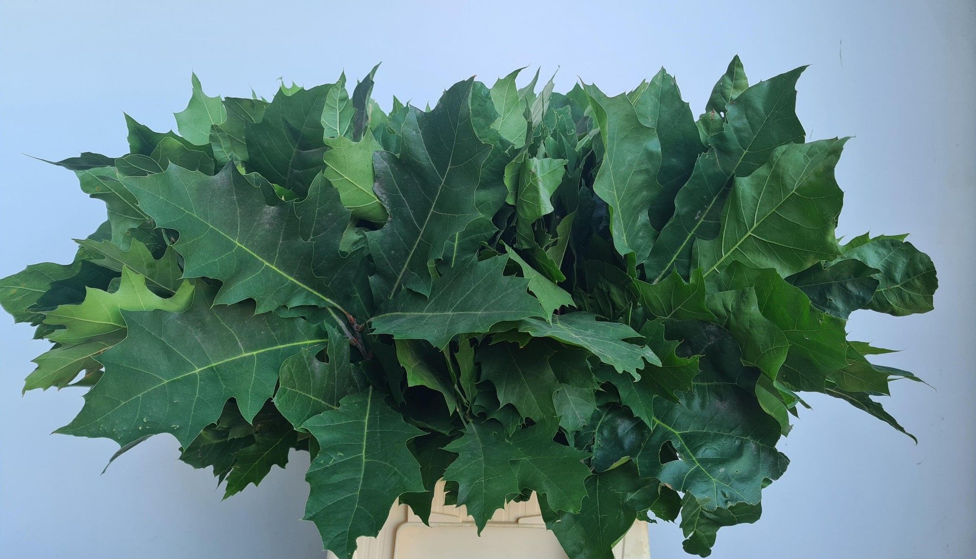 Кверкус Рубра 50, шт.