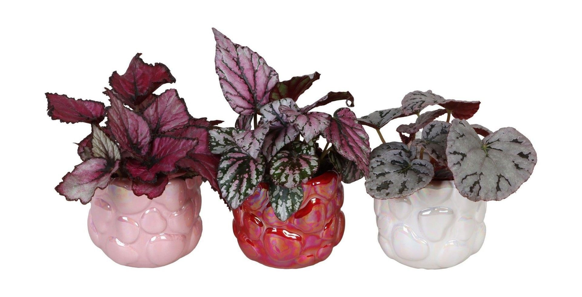 L 66716 with Begonia Rex Mix 6 cm, D 6