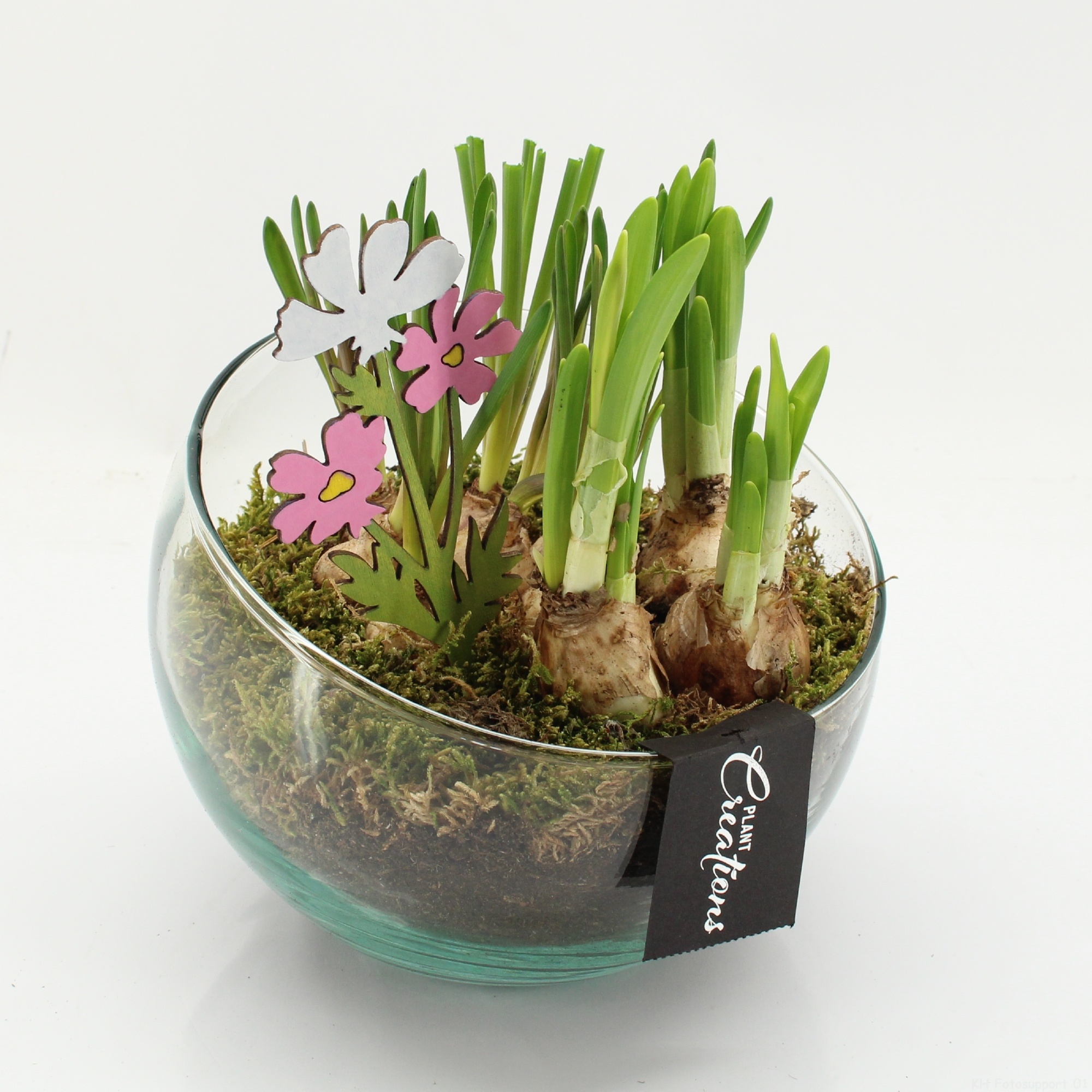 BLCR-2636 Bulbs creations, D 18