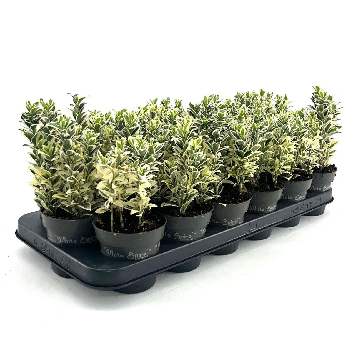 Euonymus jap. 'White Spire', D 9,5