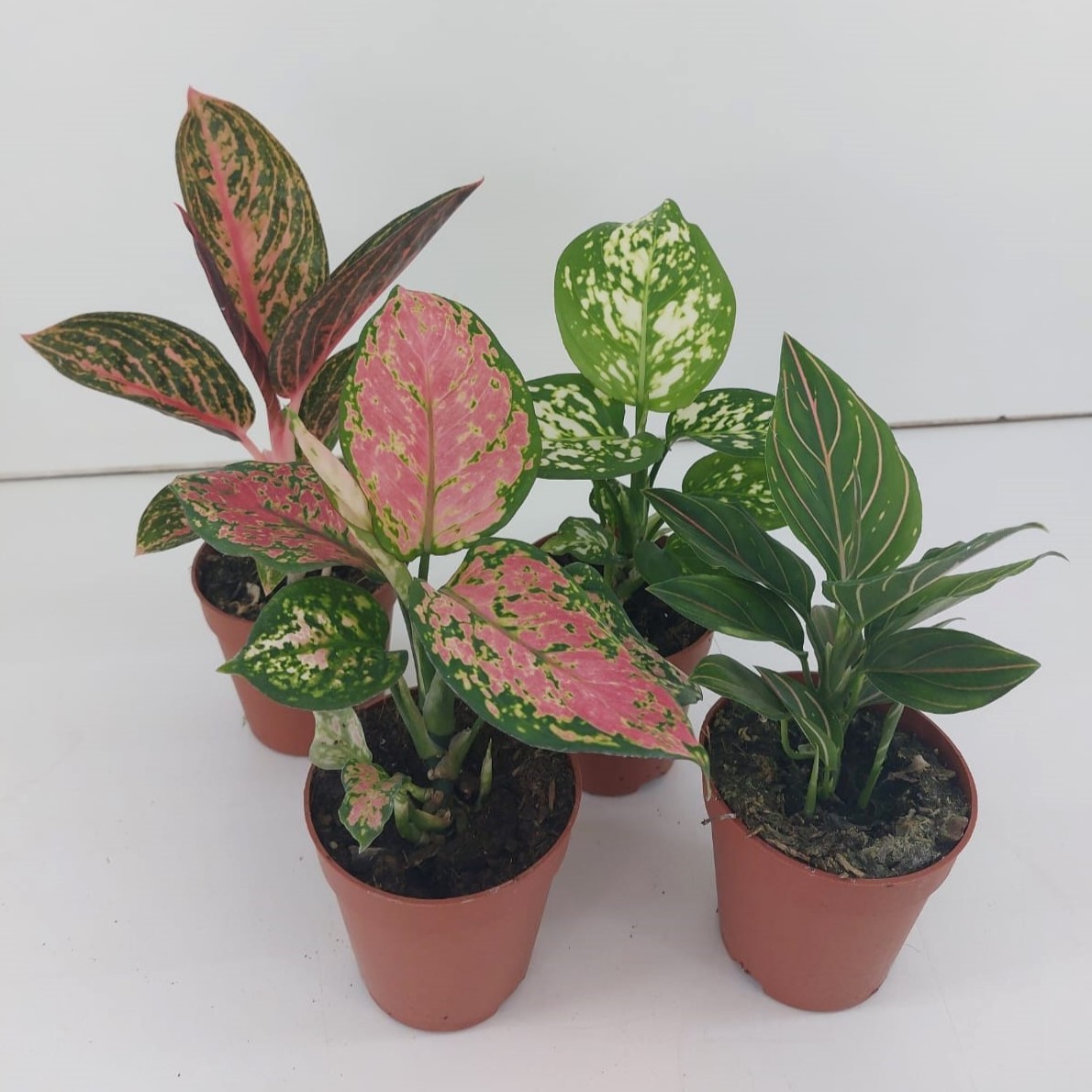 TDM P9 : Aglaonema mix P9, D 9