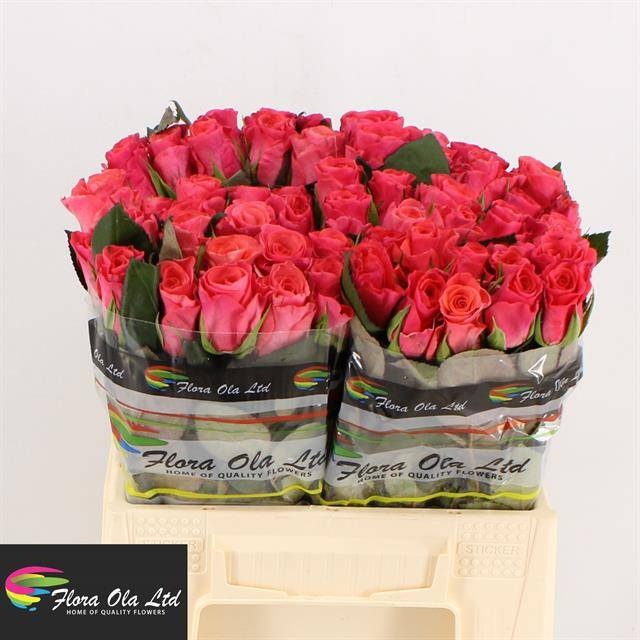 Роза од. Пинк Такази+ 40, шт.