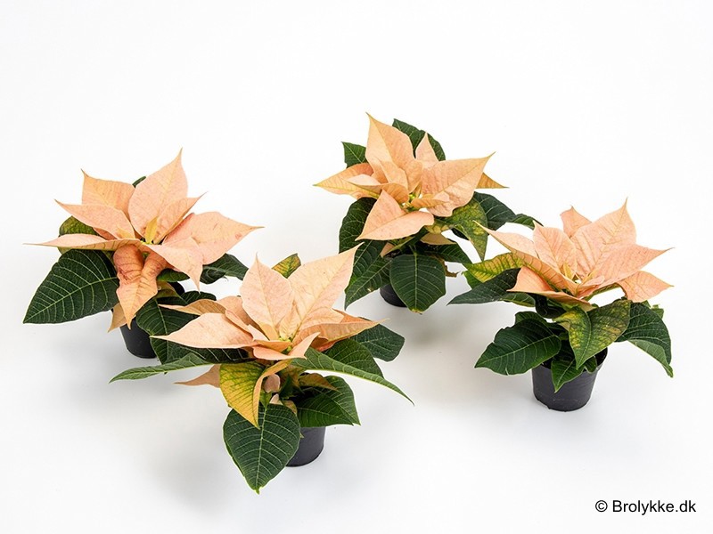 EUPHORBIA PULCHERRIMA MINI 'Cinnamon', D 6 cm