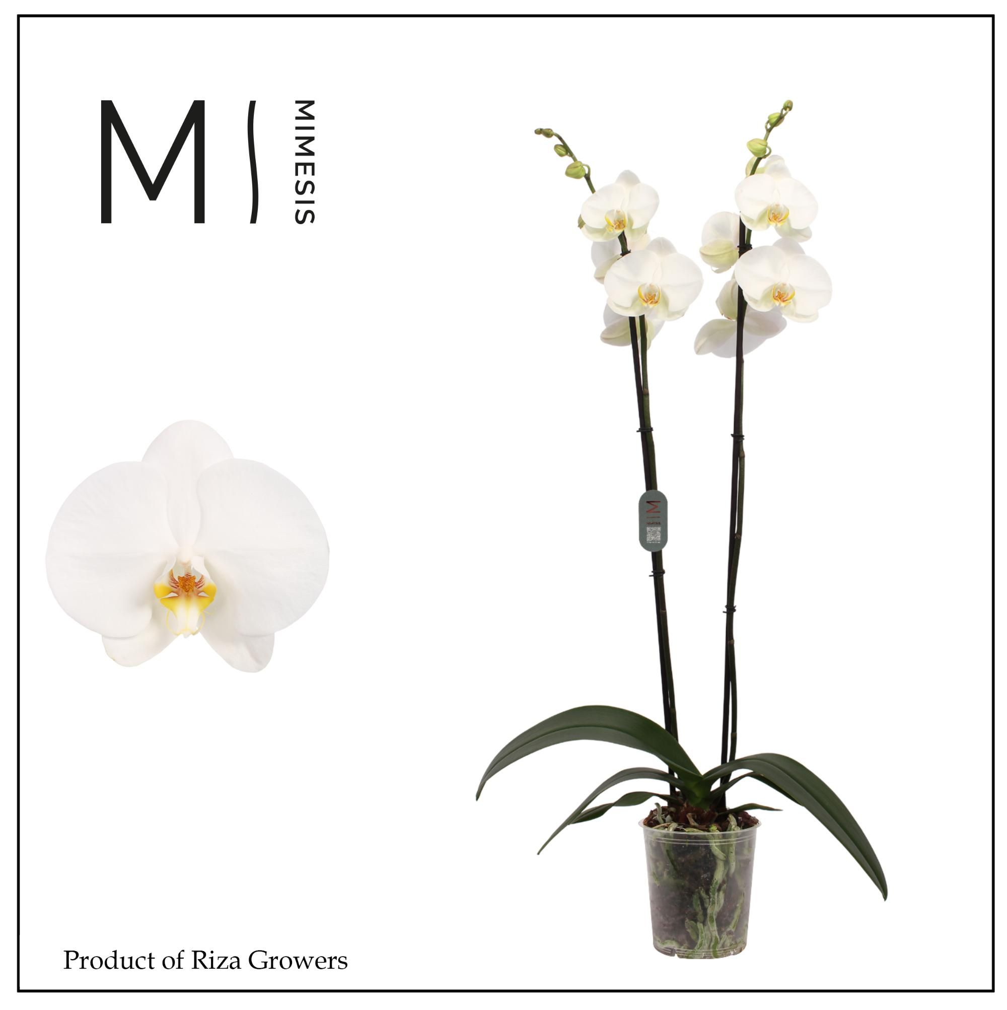Phalaenopsis Tokyo 2 spike – 12cm | Mimesis, D 12 cm
