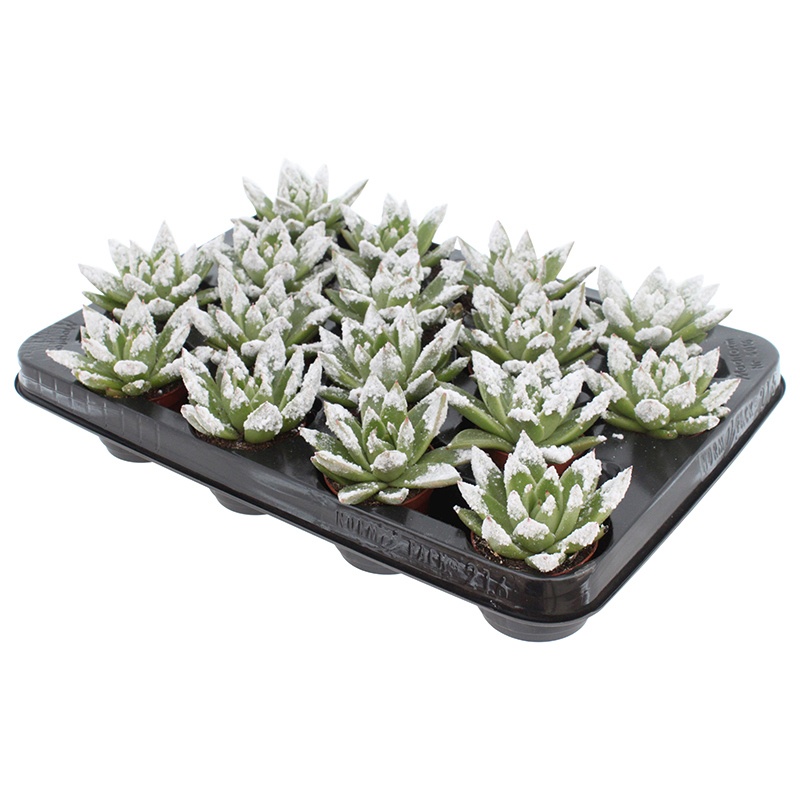 Miranda + snowy tips, D 6