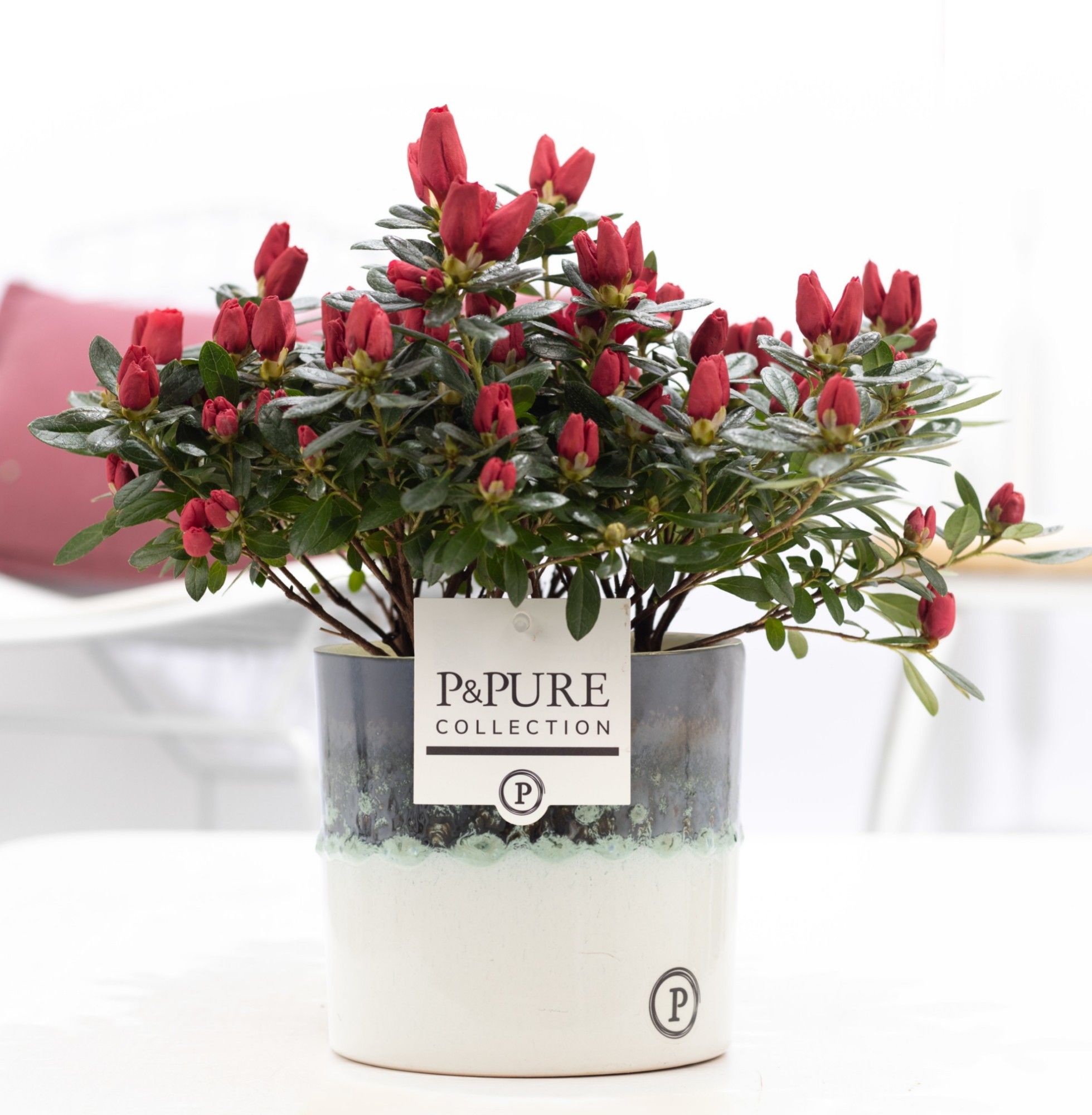 Azalea P&PURE Collection Illusion keramiek rood, D 12