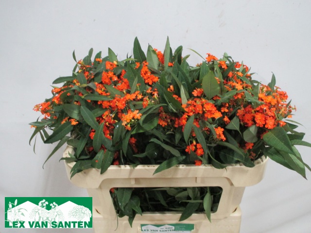 Эуфорбия куст. Квин Оф Оранж 70, шт.