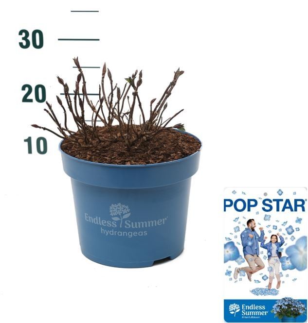Hydrangea 'Pop Star Blue' - P23 - Endless Summer, D 23