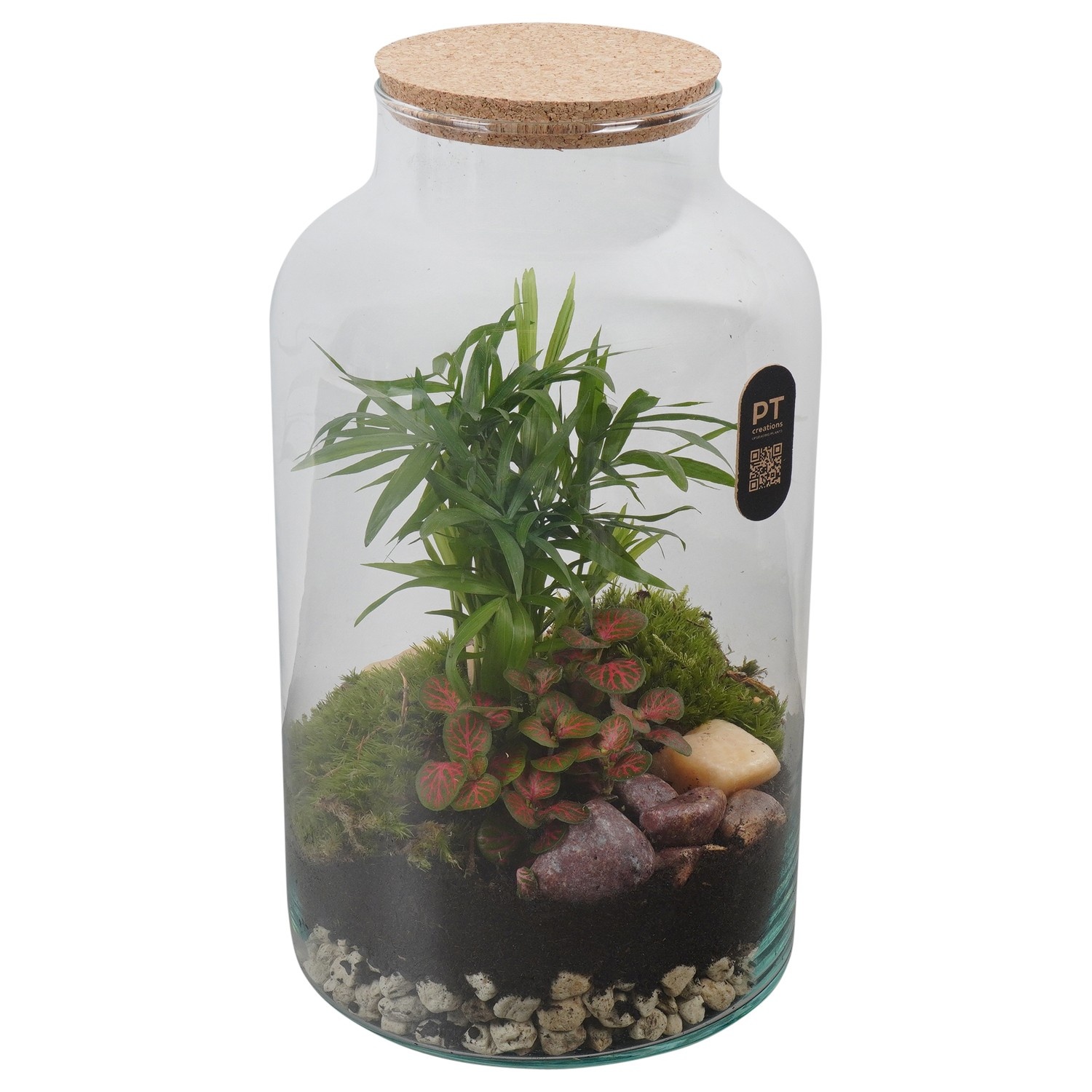 PTTER8139 Arrangement terrarium in glazen terrarium, D 18