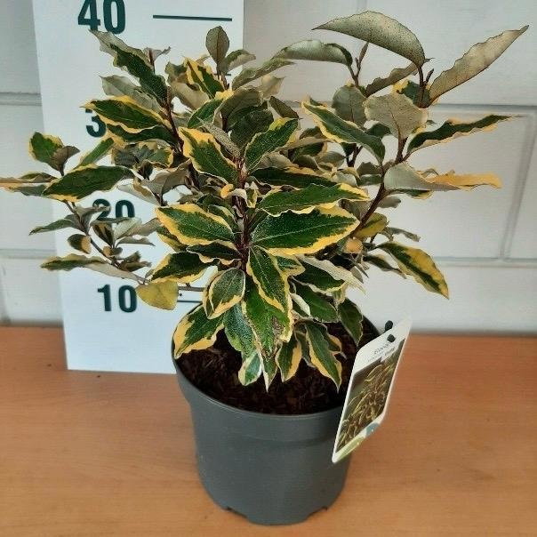 Elaeagnus ebb. 'Viveleg', D 19