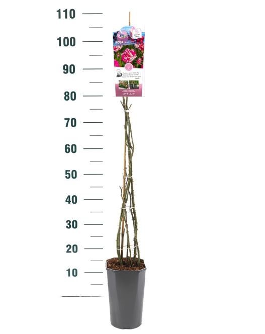 Rosa 'Sweet Syrie' - Klim - C3rp - Exclusive Collection, D 19