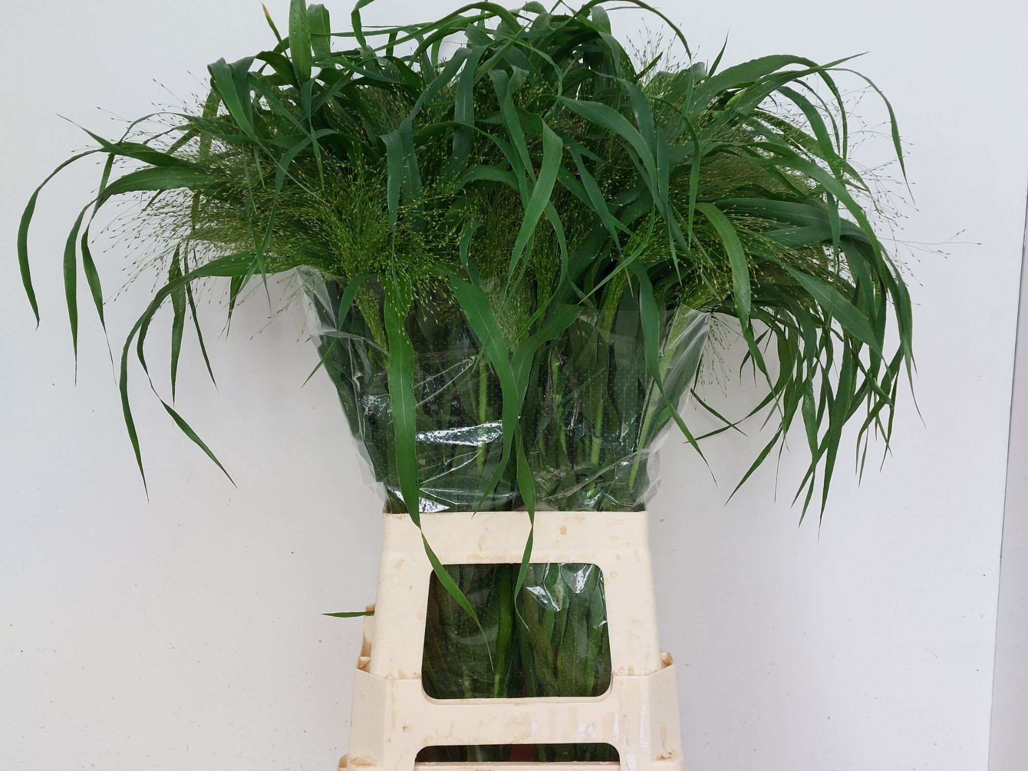 Паникум Фонтейн 75, шт.