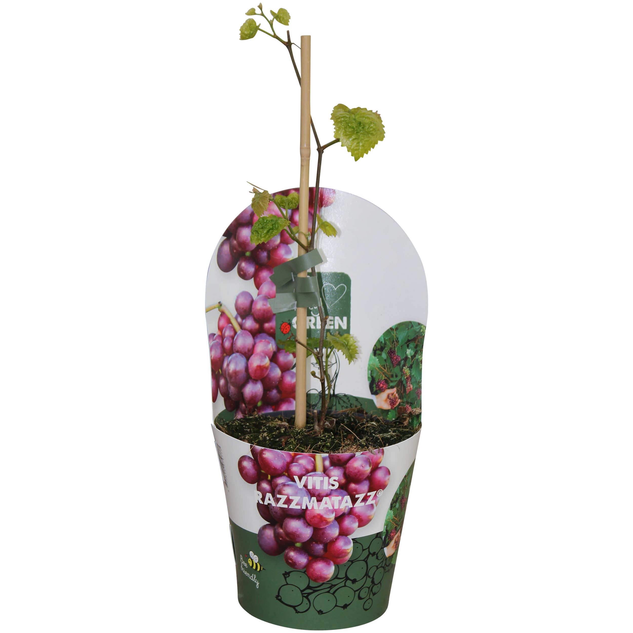 Vitis hybrid 'RazzMatazz'® P14, D 14