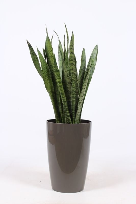 Sansevieria zeylanica in Santorini "taupe", D 29
