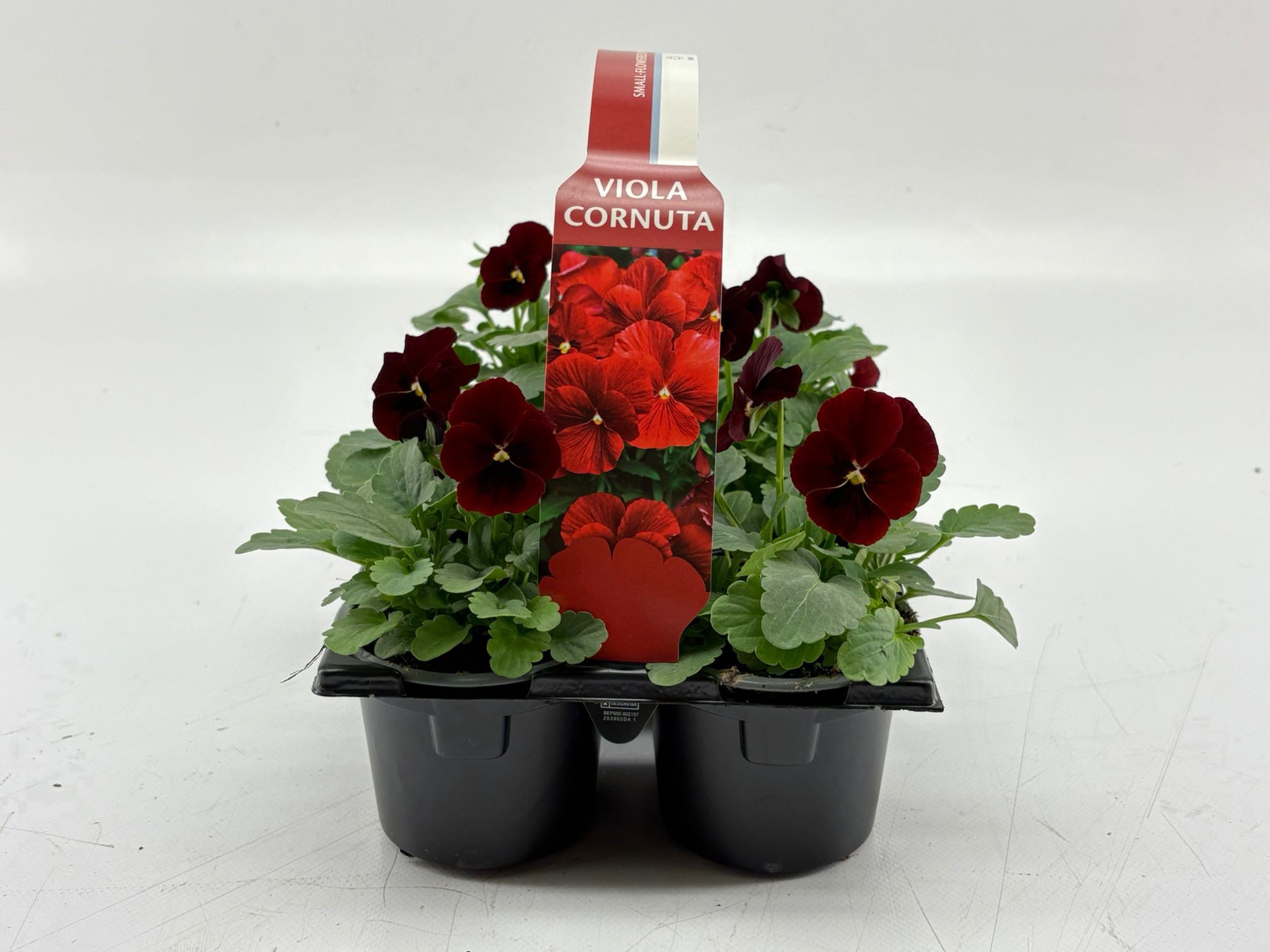 Sixpack Viola Cornuta Red, D 9