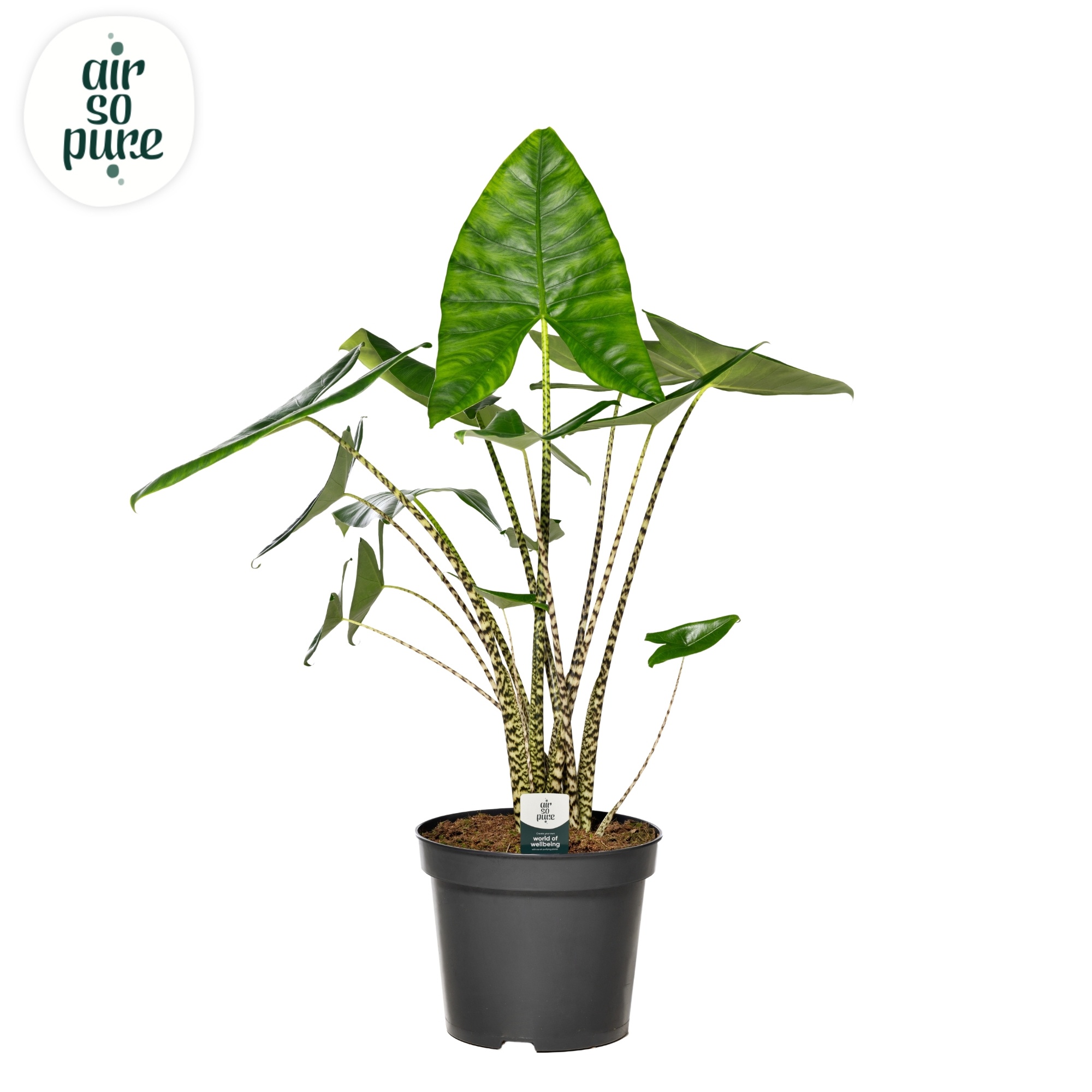 Alocasia Zebrina p35 (Air so Pure), D 35