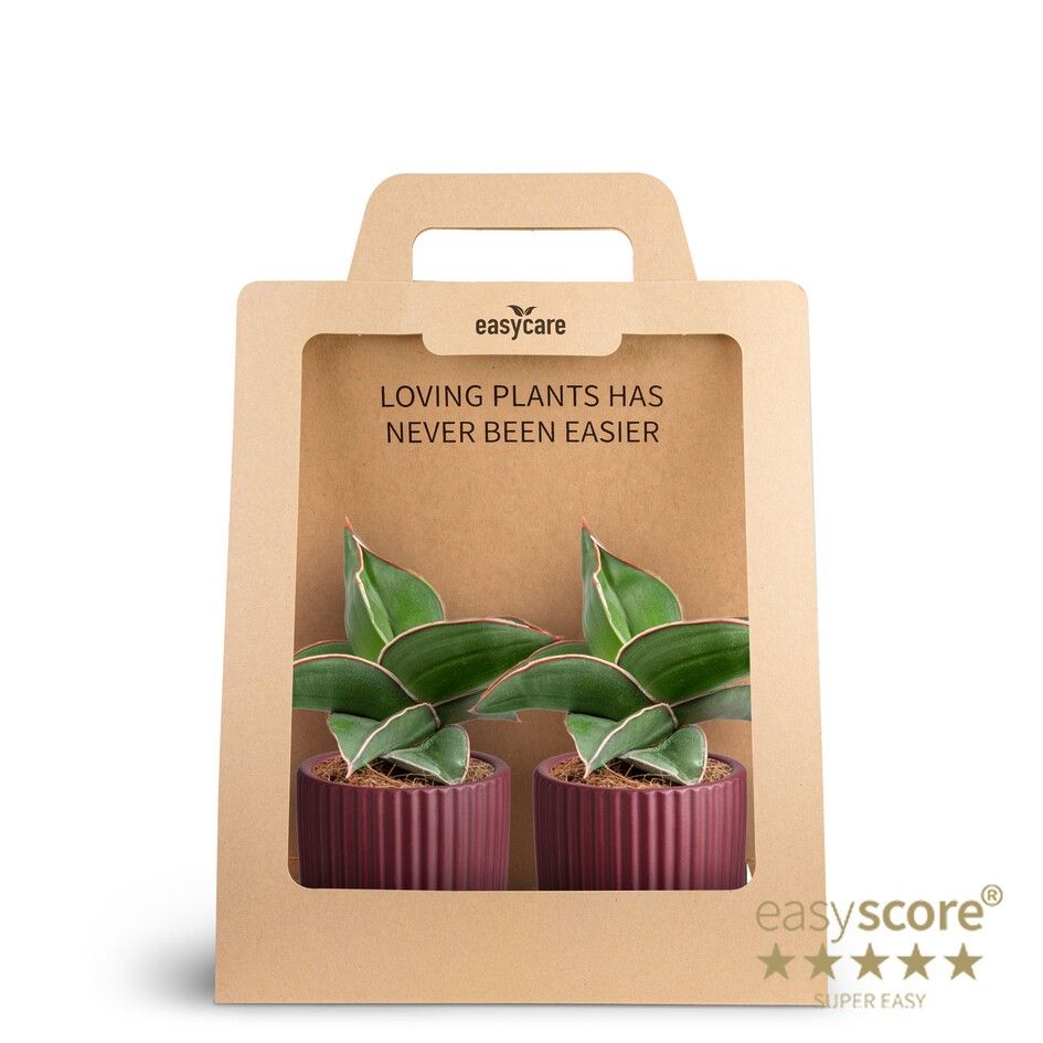 2-Pack Nordic Aubergine, Samurai, D 7