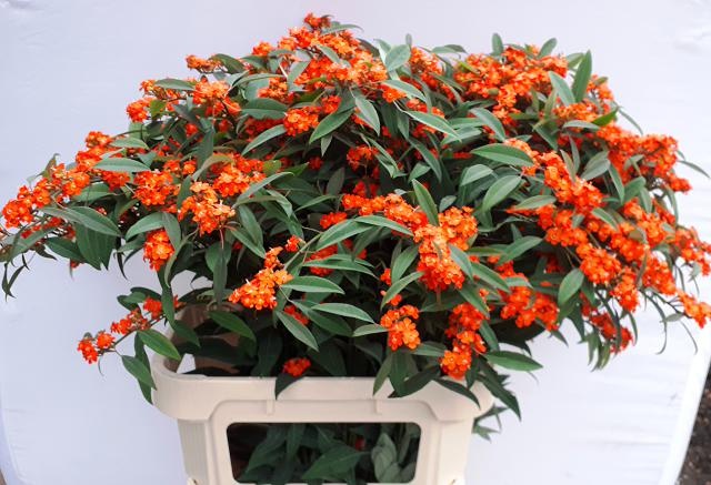 Эуфорбия куст. Квин Оф Оранж 80, шт.