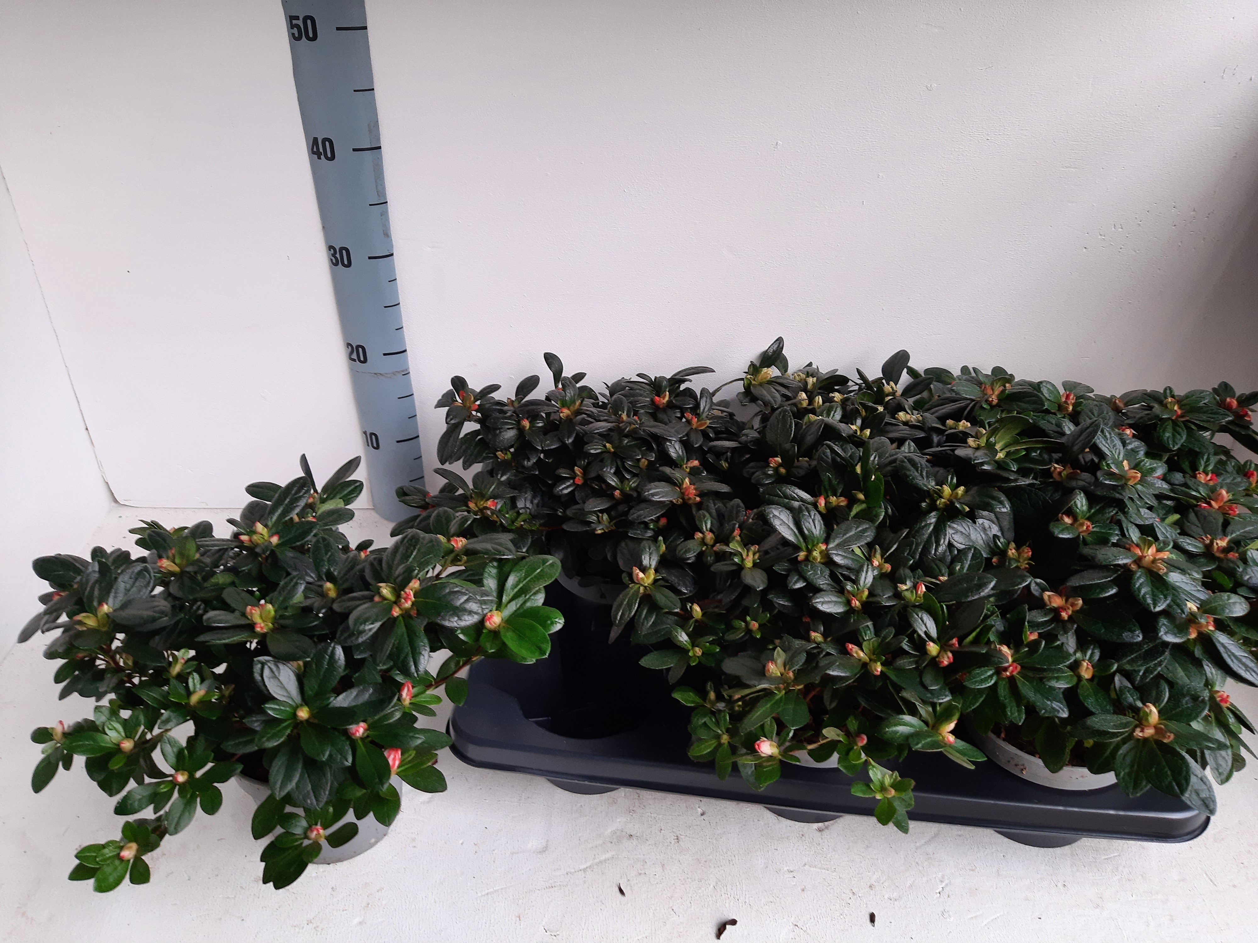 AZALEA BLOEI 22 CM LINDE DE LO, D 12