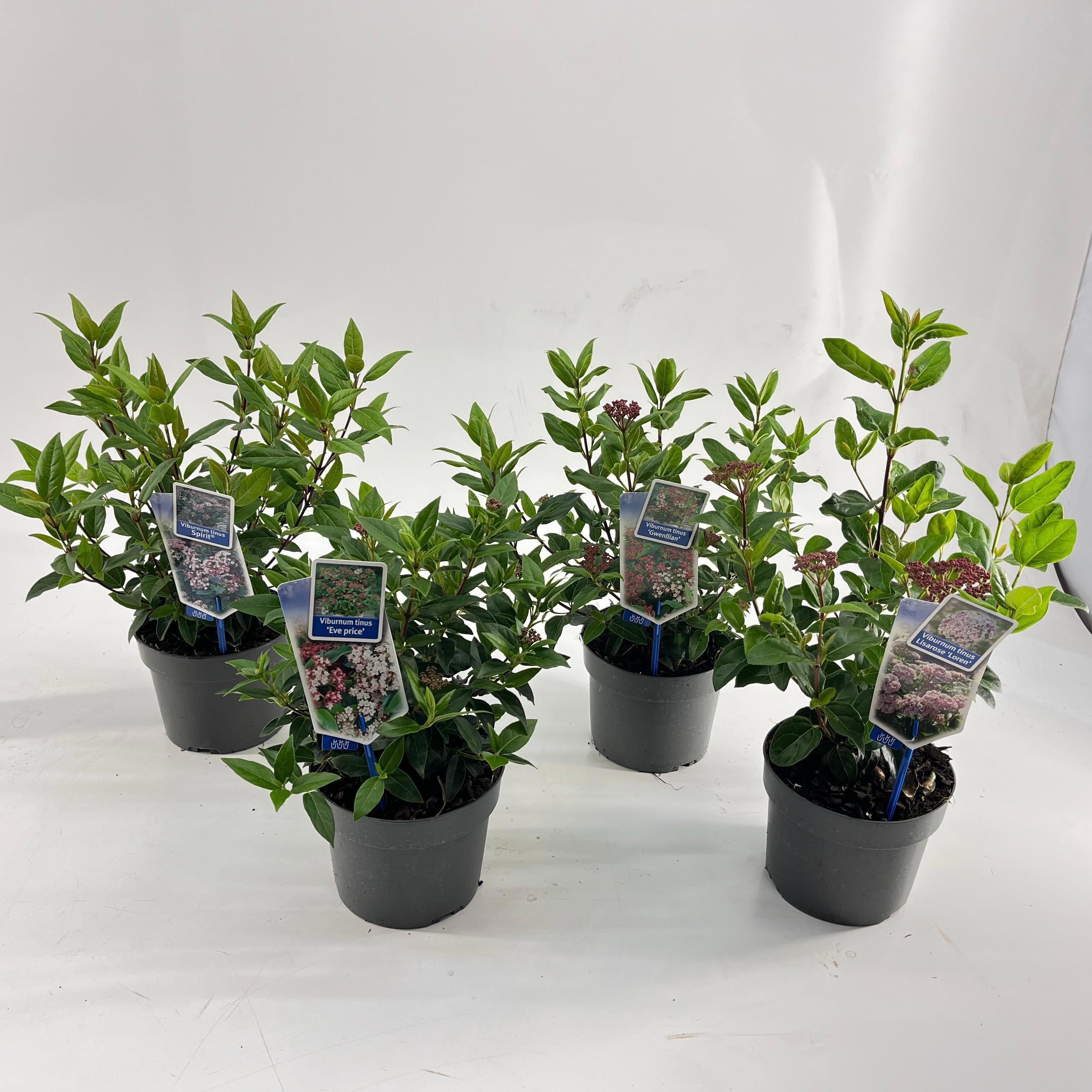 Viburnum tinus mix (minimum order one layer), D 17 cm Viburnum tinus mix (minimum order one layer), D 17 cm