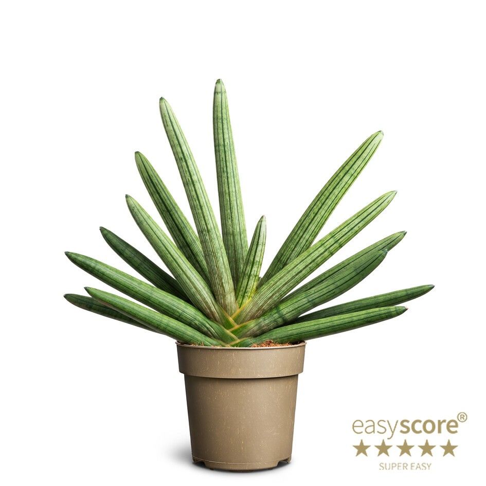 Sansevieria ´Boncellensis´, D 14