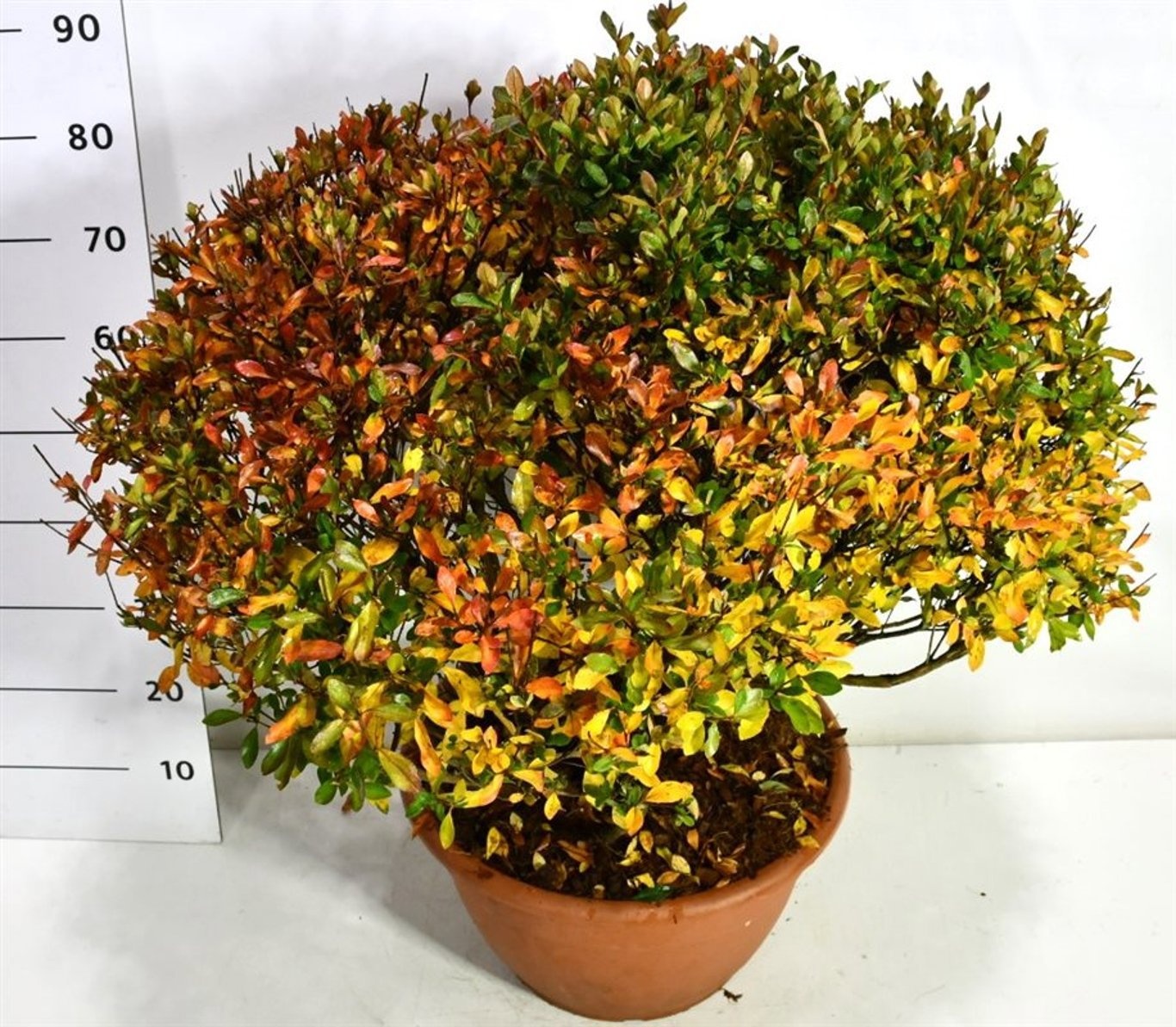 Rhododendron (AJ) "Blaauw's Pink", D 38