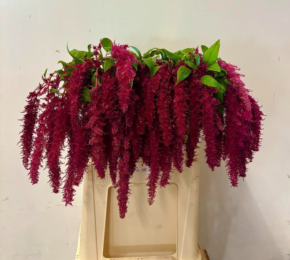 Амарантус Спайдер 75, шт.