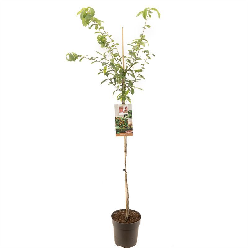 Mespilus germanica halfstam Mispel, D 27