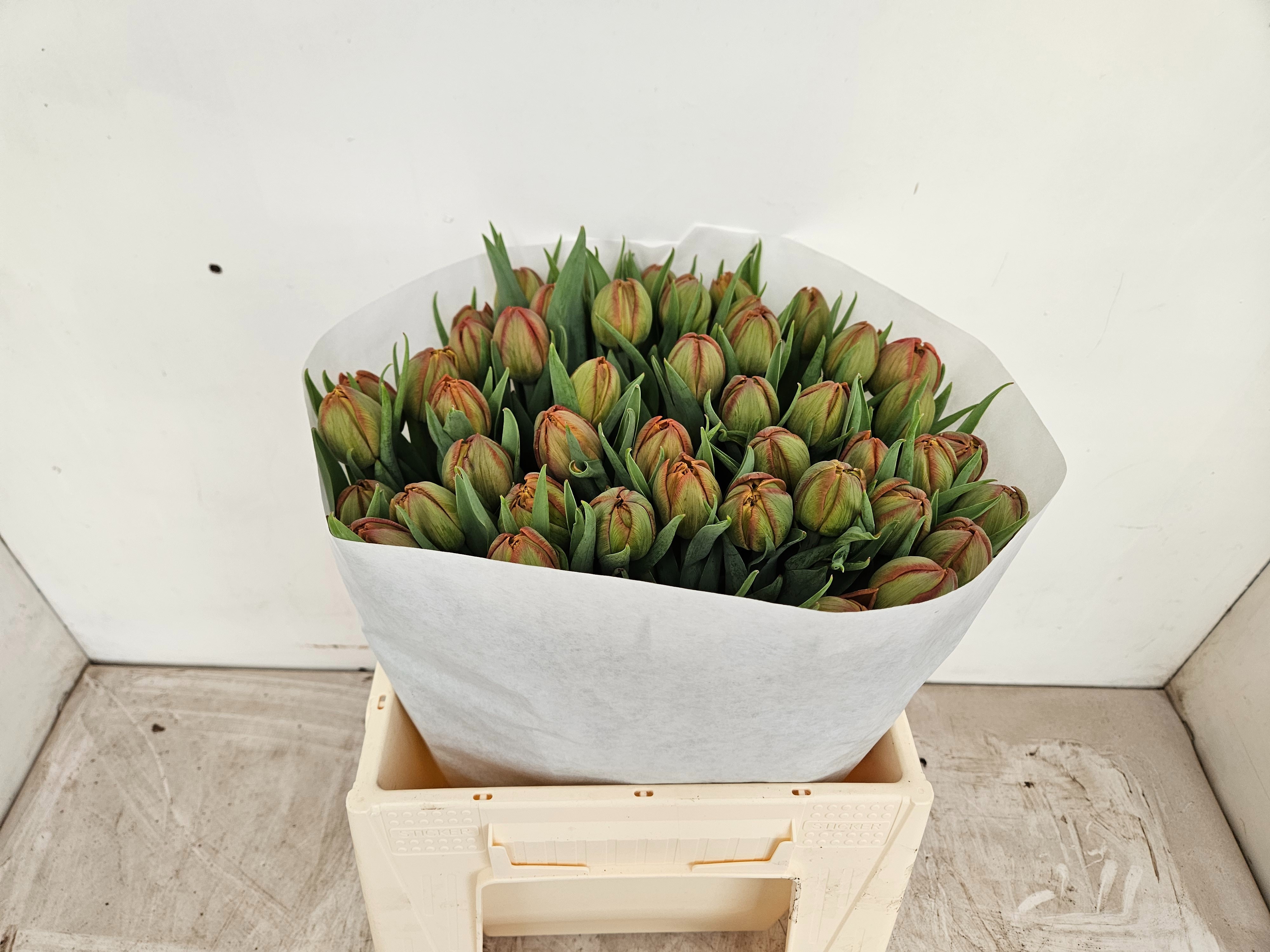 Тюльпан дв. Каракас, шт. Тюльпан дв. Каракас, шт.