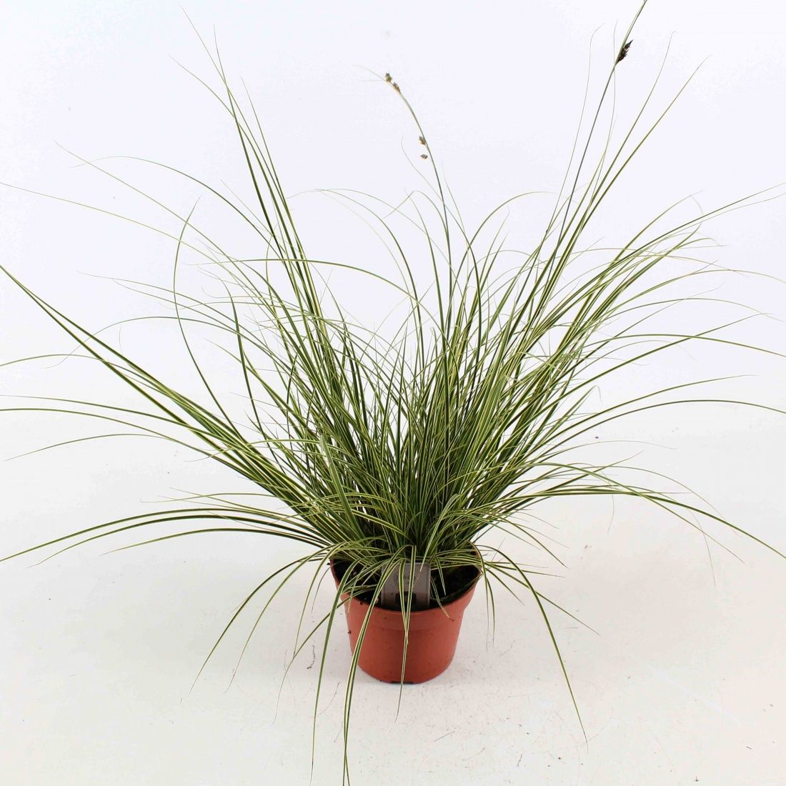 Carex brunnea 'Jubilo', D 12