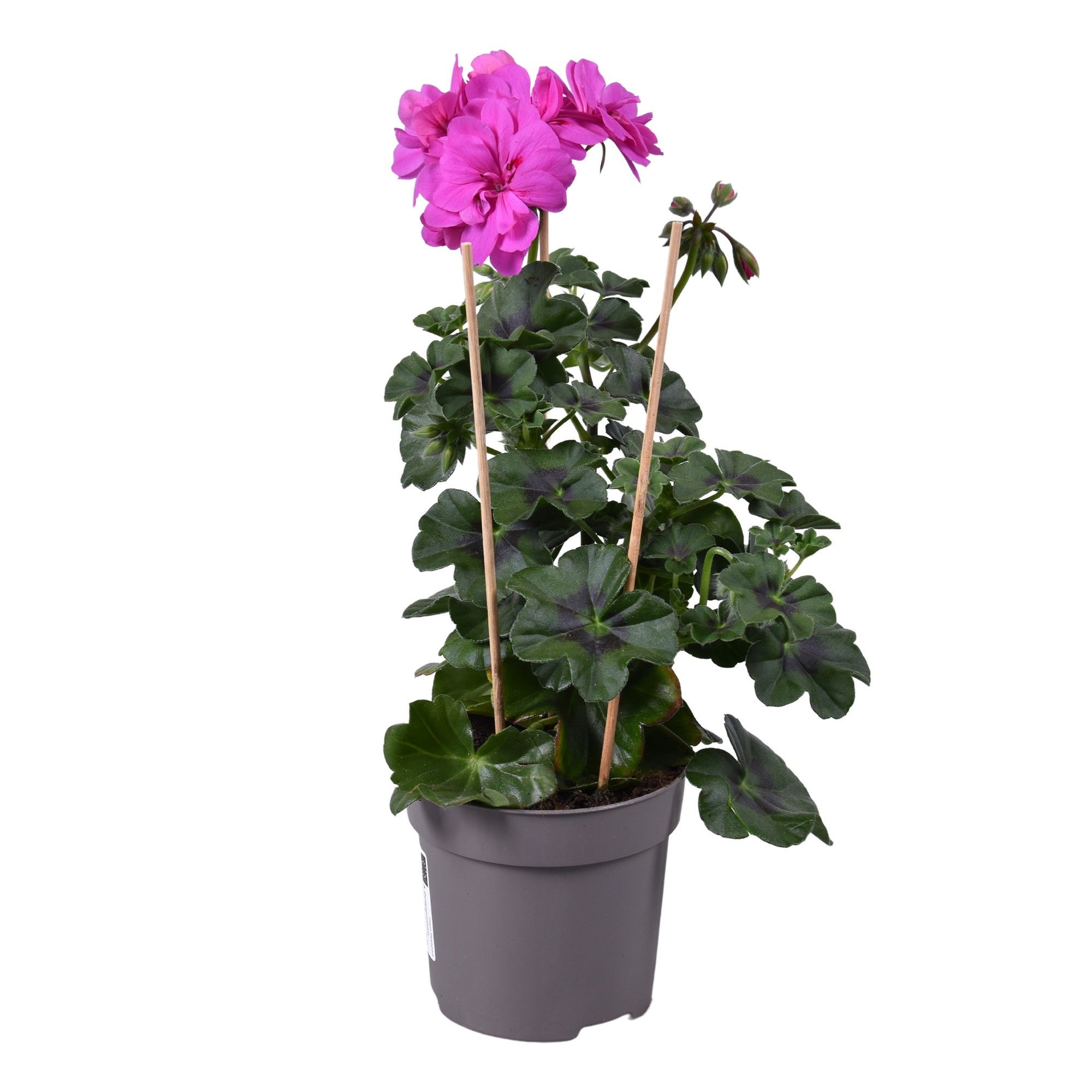 Pel. Peltatum Dubbel Paars, D 10,5