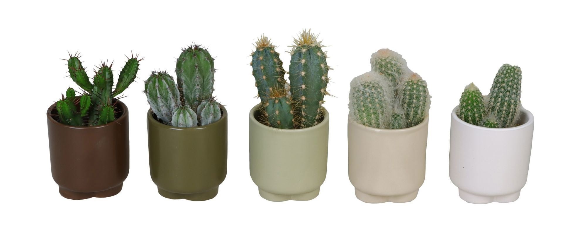 L 66178 With Cactus MIX 6 cm, D 6