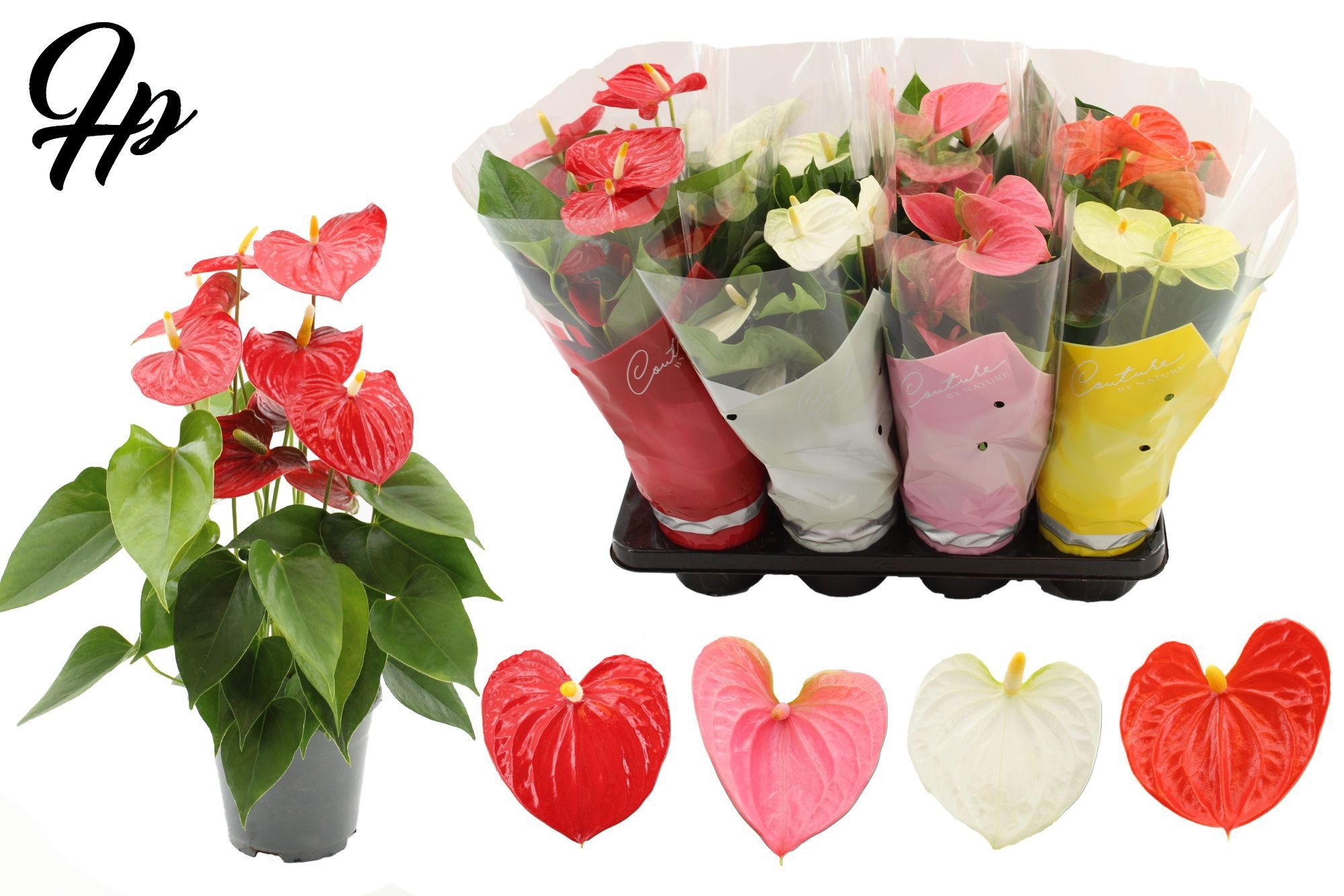 Anthurium 14 cm 4 color mix in Couture sleeve, D 14