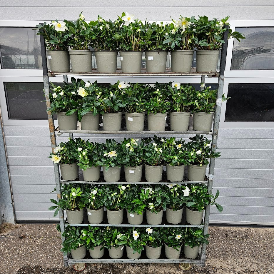 Helleborus Happy day p19, D 19 cm