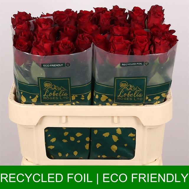 Роза од. Эксплорер 70, шт.