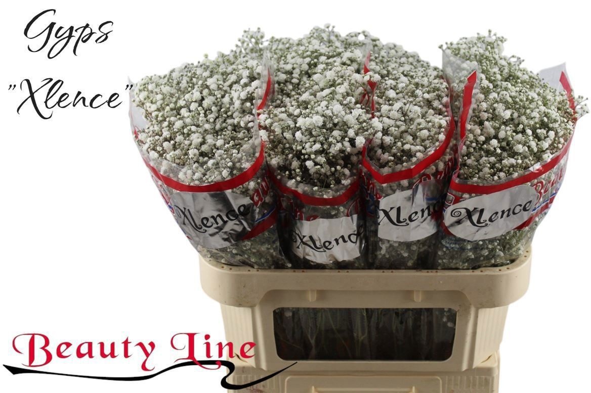 Гипсофила Экселенс 70, шт.