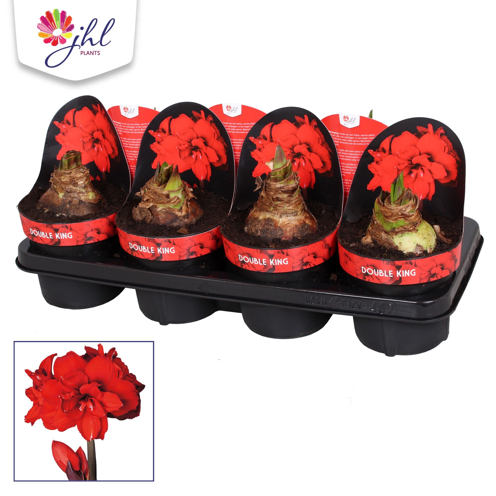 Amaryllis Double King, D 14