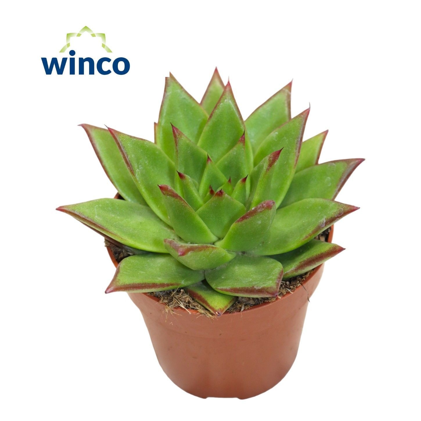 Echeveria Lipstick, D 8,5