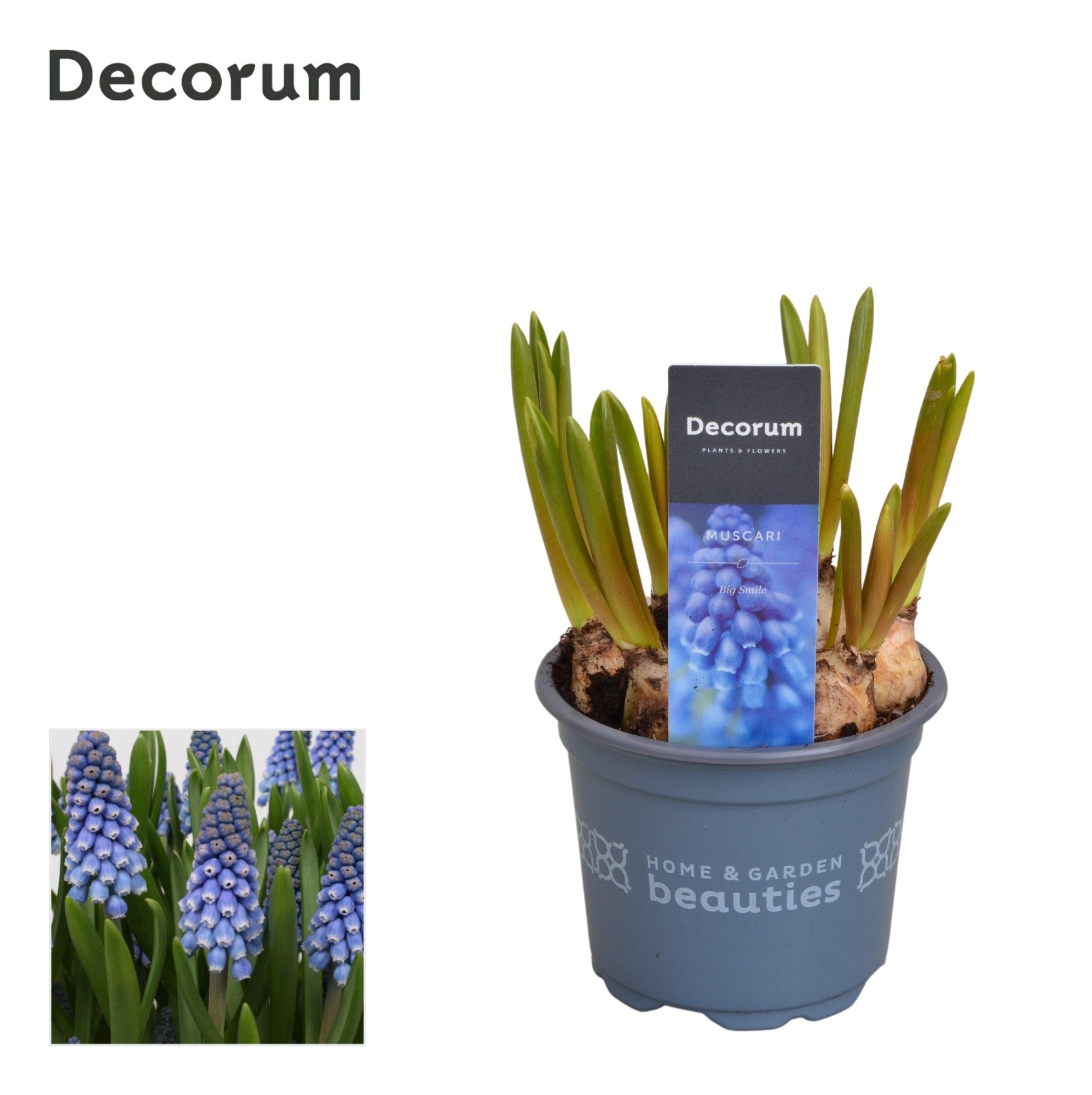 Muscari Big Smile, D 9