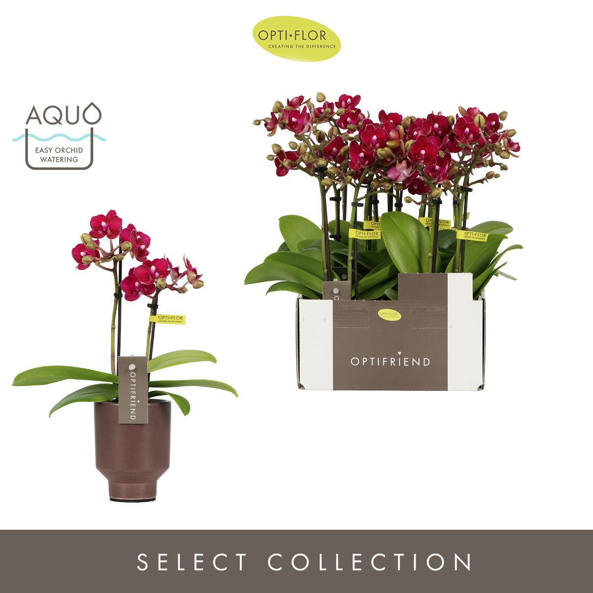 Optifriend Lola 2 spike in Emilia Brown Aquo, D 7 cm