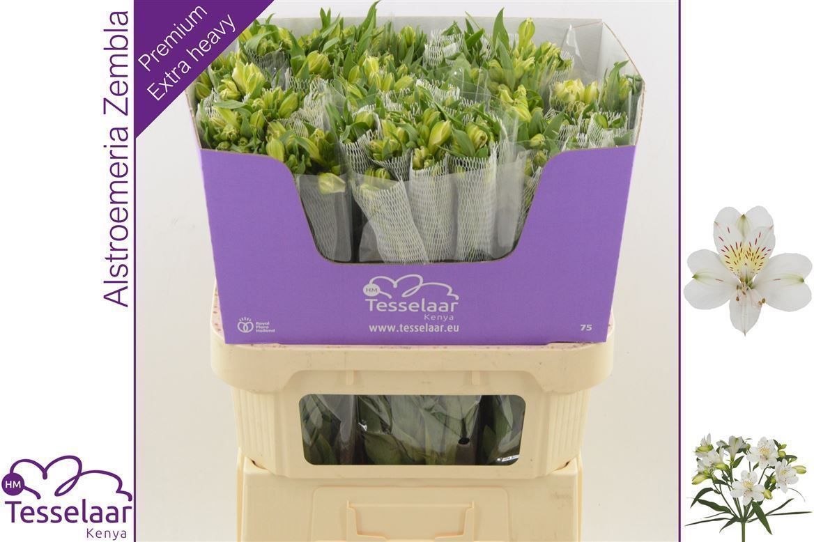 Альстромерия Зембла (бел.), шт.