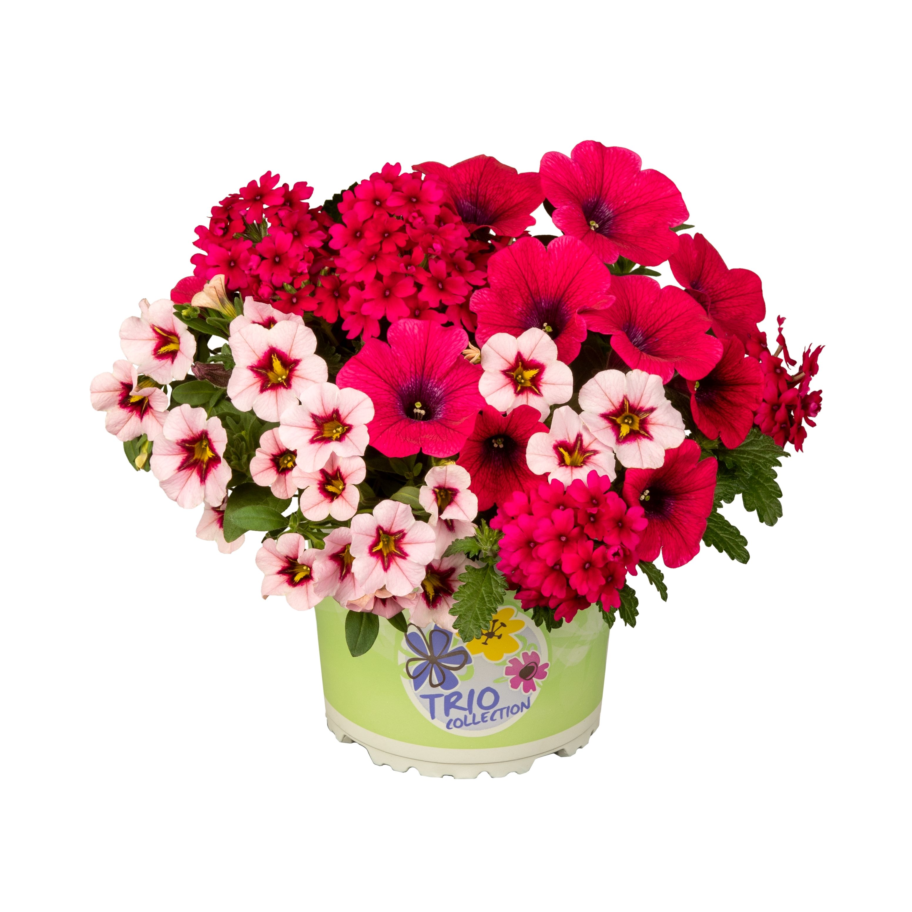 Checkies Fruit Punch Pink-Rose-HotPink, D 13