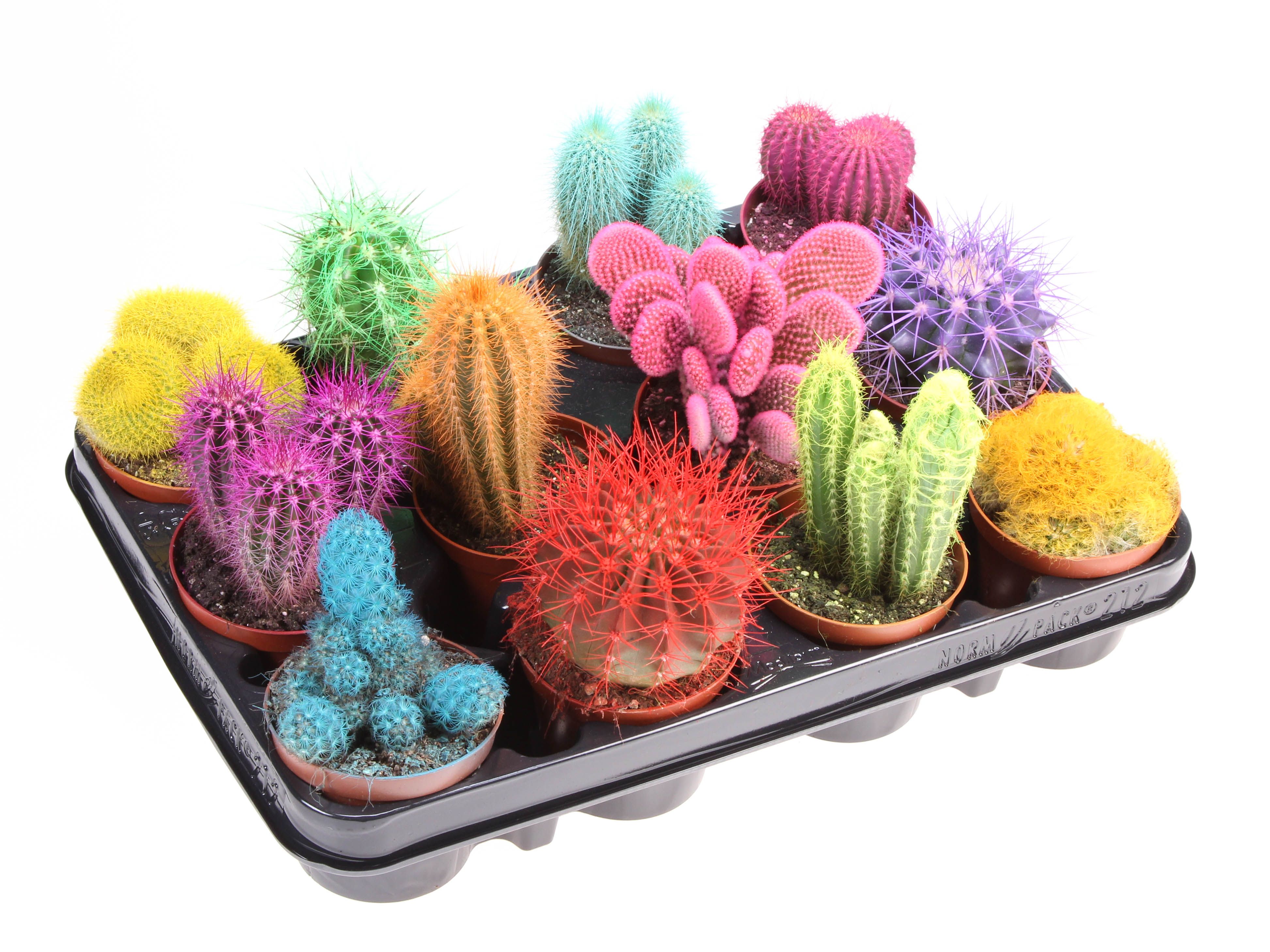 Rainbow cactus mix, D 8,5