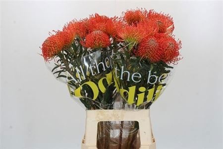 Нутанс Саксешн 70 (красн.), шт.