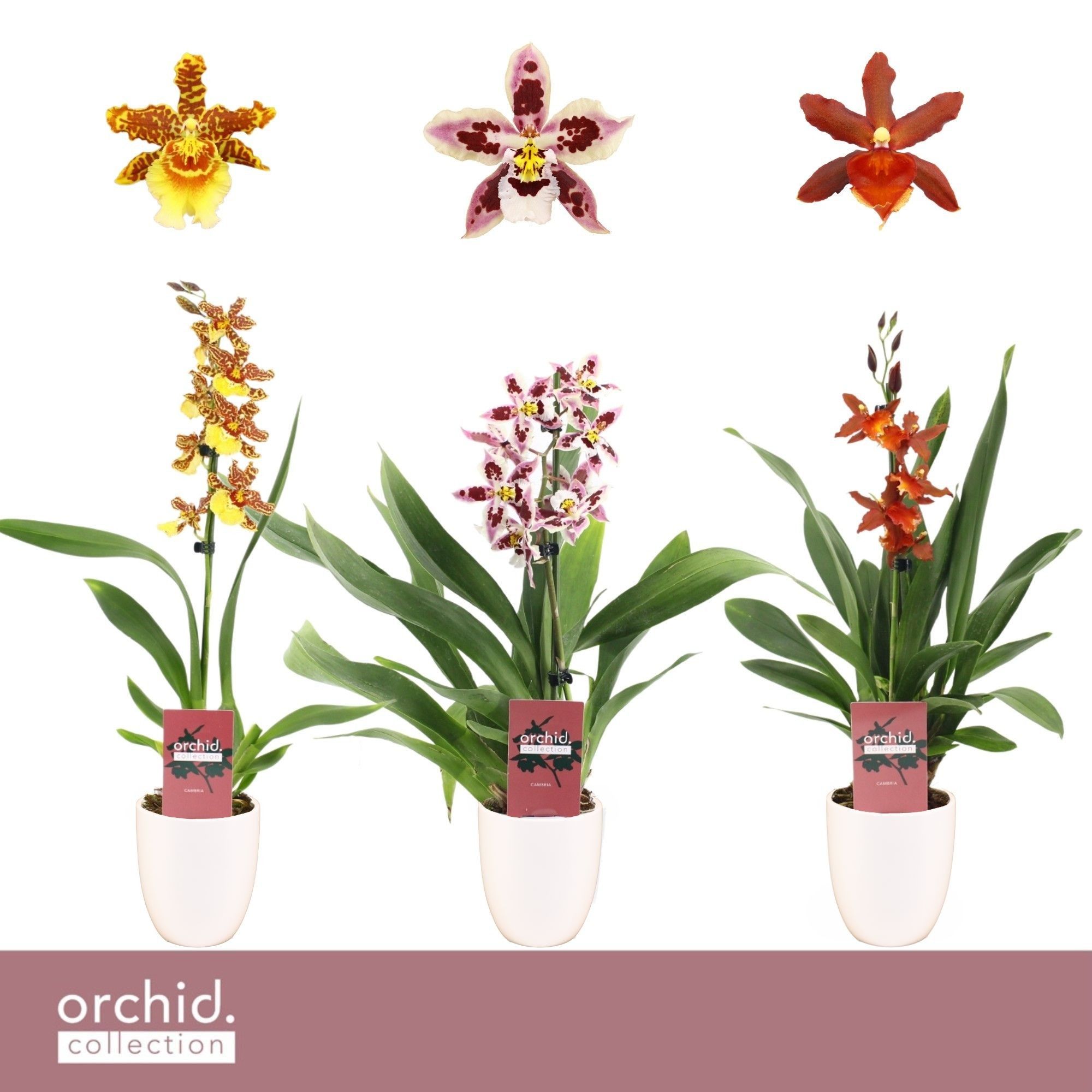 Cambria, Mix 1-spike in Lotte White 'Orchid Collection', D 12