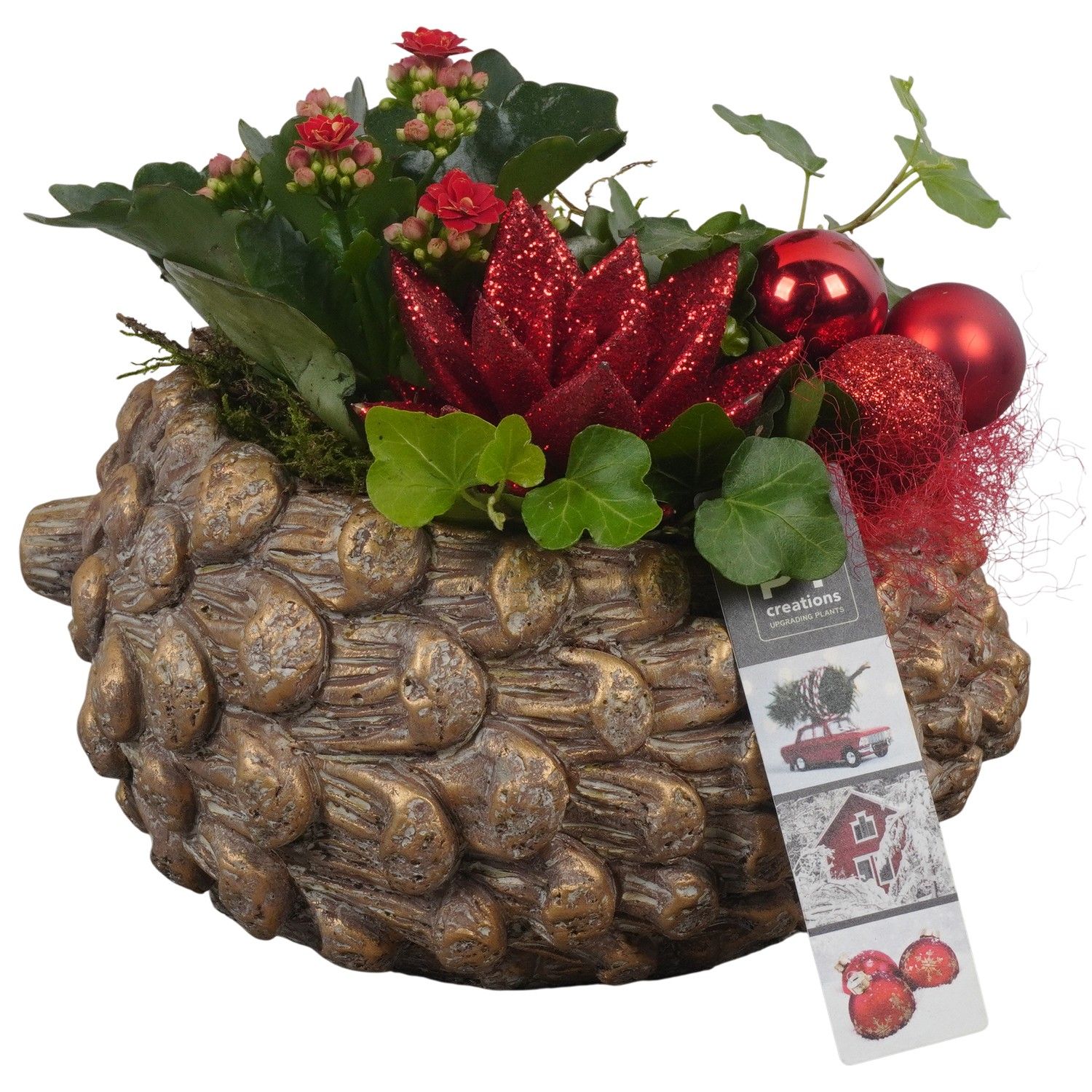 PTCHR7309 Arrangement Christmas Red in beton pot, D 21 cm