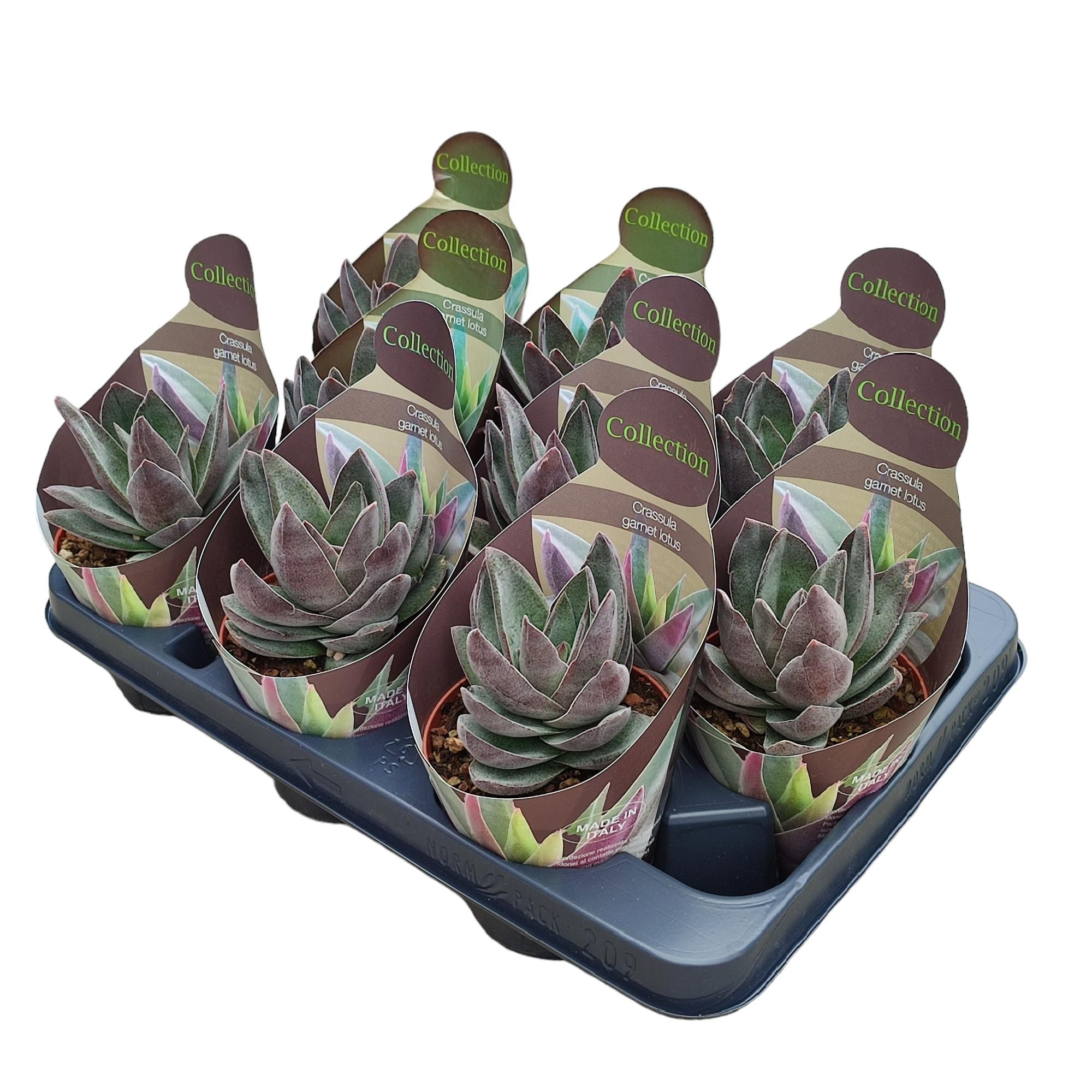 CRASSULA GARNET LOTUS - POT Ø 10,5 - COLLECTION WITH POTCOVER (SUCCULENTEN), D 10,5